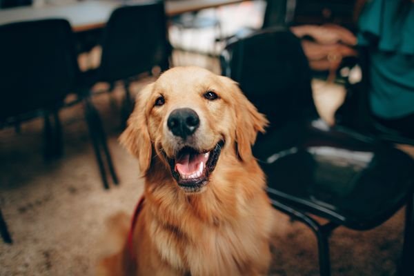 A Gentle Guide to Balanced Pet Nutrition