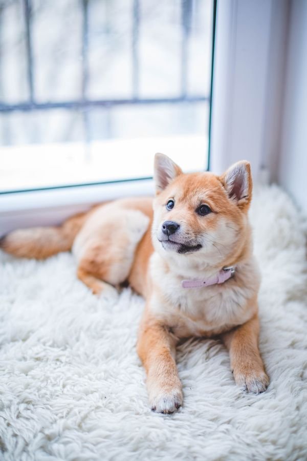 Active Canine