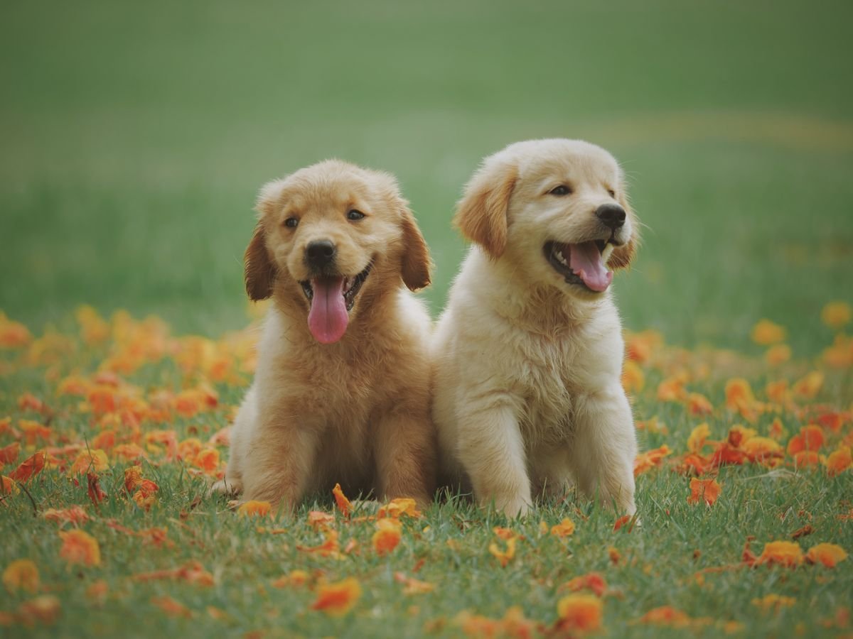 BeingPet Companions